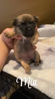 Mia, a female Chihuahua for sale in McDade, TX – Photo 2 of 2