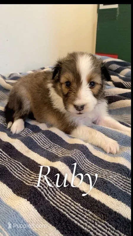 Ruby – Shetland Sheepdog puppy for sale in McDade, TX