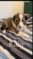 Ruby, a female Shetland Sheepdog for sale in McDade, TX – 1 of 3