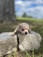 Snowflake, a female Chihuahua for sale in McDade, TX – 2 of 3