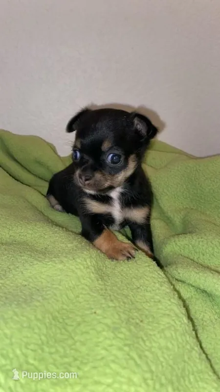 Nighthawk – Chihuahua puppy for sale in McDade, TX