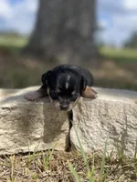 Nighthawk, a female Chihuahua for sale in McDade, TX – 3 of 3