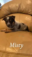Misty, a female Australian Cattle Dog for sale in McDade, TX – 5 of 7