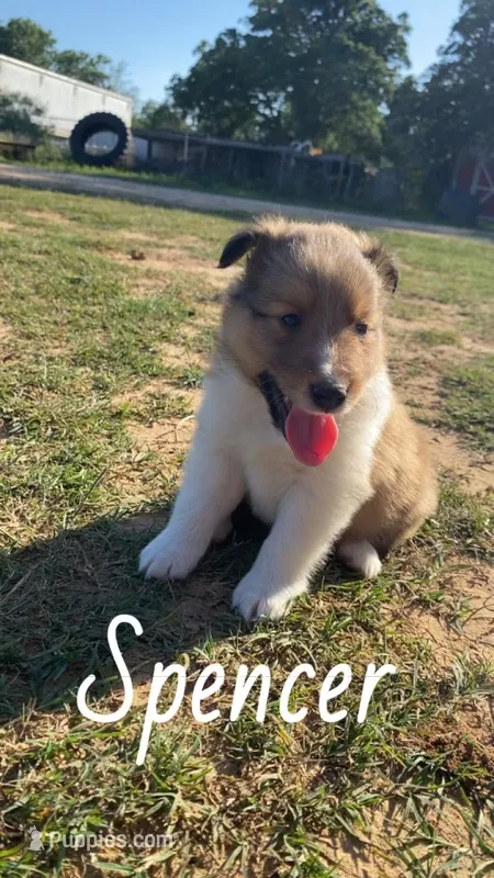 Spencer – Shetland Sheepdog puppy for sale in McDade, TX