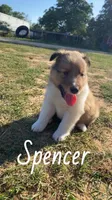 Spencer, a male Shetland Sheepdog for sale in McDade, TX – 5 of 10