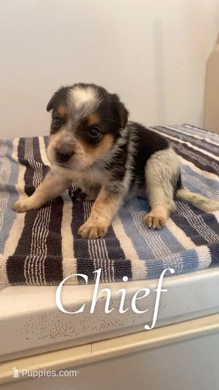 Chief – Australian Cattle Dog puppy for sale in McDade, TX