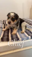 Chief, a male Australian Cattle Dog for sale in McDade, TX – 1 of 3
