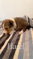 Hazel, a female Shetland Sheepdog for sale in McDade, TX – 2 of 3