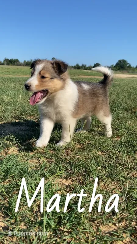 Martha – Shetland Sheepdog puppy for sale in McDade, TX
