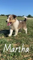 Martha, a female Shetland Sheepdog for sale in McDade, TX – 5 of 10