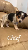 Chief, a male Australian Cattle Dog for sale in McDade, TX – 2 of 7