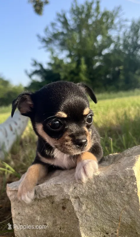 Patty – Chihuahua puppy for sale in McDade, TX
