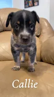 Callie, a female Australian Cattle Dog for sale in McDade, TX – 3 of 7