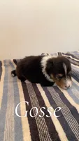 Goose, a male Shetland Sheepdog for sale in McDade, TX – 2 of 3
