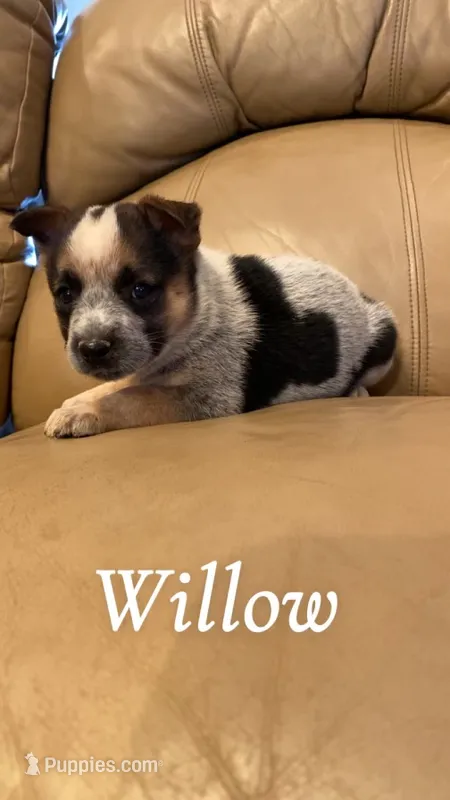 Willow – Australian Cattle Dog puppy for sale in McDade, TX