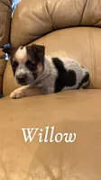 Willow, a female Australian Cattle Dog for sale in McDade, TX – 1 of 7