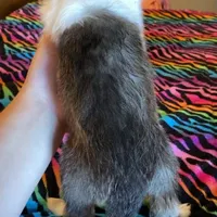 Toby, a male Shetland Sheepdog for sale in McDade, TX – Photo 5 of 5