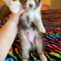 Toby, a male Shetland Sheepdog for sale in McDade, TX – Photo 4 of 5