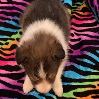 Toby, a male Shetland Sheepdog for sale in McDade, TX – Photo 3 of 5