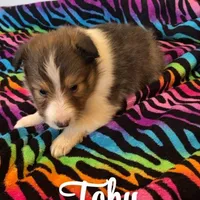 Toby, a male Shetland Sheepdog for sale in McDade, TX – Photo 2 of 5