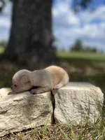 Marshmallow, a male Chihuahua for sale in McDade, TX – 2 of 4