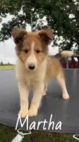 Martha, a female Shetland Sheepdog for sale in McDade, TX – 4 of 10