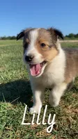 Lilly, a female Shetland Sheepdog for sale in McDade, TX – 7 of 10