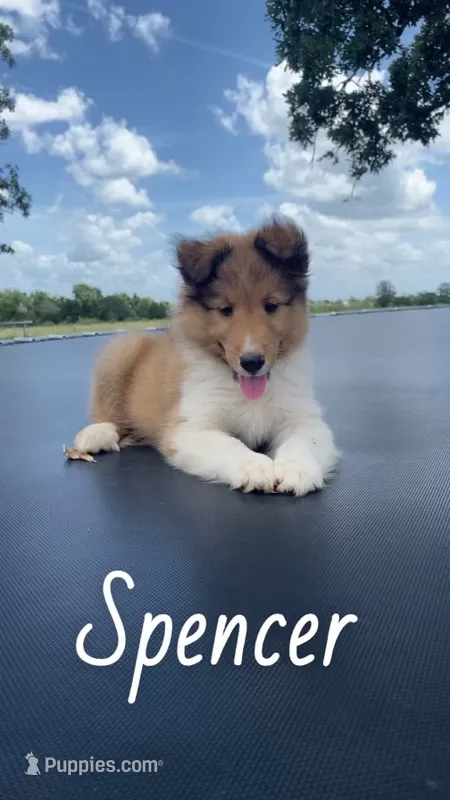 Spencer – Shetland Sheepdog puppy for sale in McDade, TX