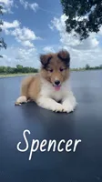 Spencer, a male Shetland Sheepdog for sale in McDade, TX – 1 of 10