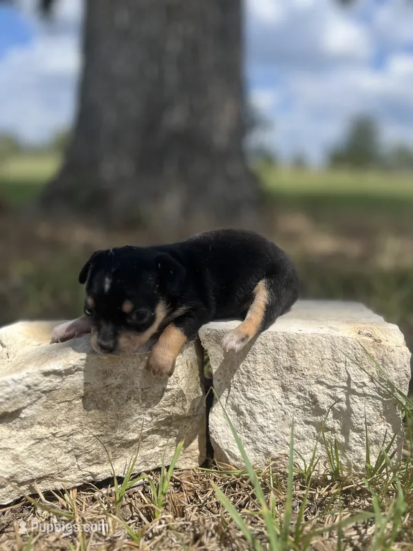 Nighthawk – Chihuahua puppy for sale in McDade, TX
