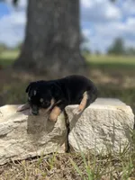 Nighthawk, a female Chihuahua for sale in McDade, TX – 1 of 3