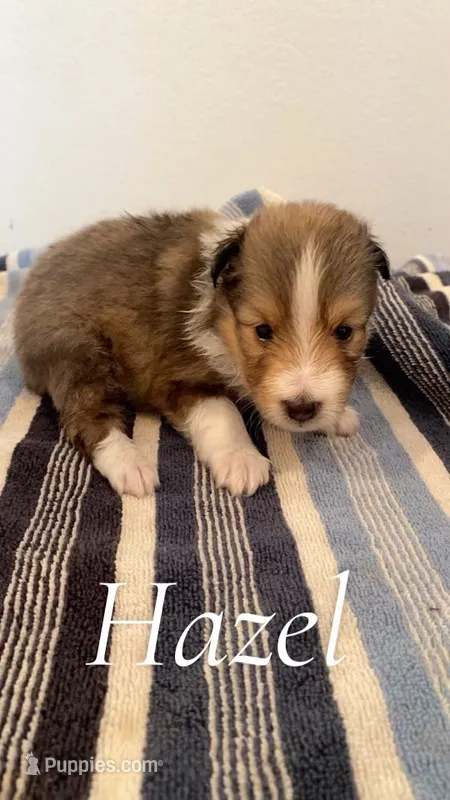 Hazel – Shetland Sheepdog puppy for sale in McDade, TX