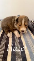 Hazel, a female Shetland Sheepdog for sale in McDade, TX – 1 of 3