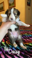 Daisy, a female Shetland Sheepdog for sale in McDade, TX – Photo 1 of 2