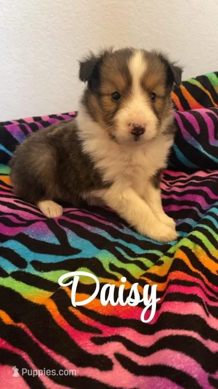 Daisy