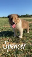 Spencer, a male Shetland Sheepdog for sale in McDade, TX – 6 of 10