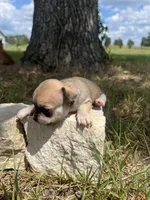 Trippy, a male Chihuahua for sale in McDade, TX – 2 of 3