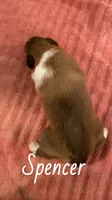 Spencer, a male Shetland Sheepdog for sale in McDade, TX – 3 of 3