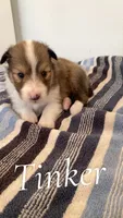Tinker, a female Shetland Sheepdog for sale in McDade, TX – 1 of 3