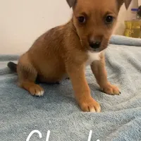 Charlie, a male Shetland Sheepdog and Chihuahua for sale in McDade, TX – Photo 6 of 8