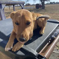 Charlie, a male Shetland Sheepdog and Chihuahua for sale in McDade, TX – Photo 3 of 8