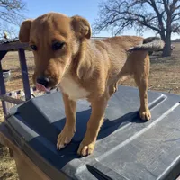 Charlie, a male Shetland Sheepdog and Chihuahua for sale in McDade, TX – Photo 1 of 8