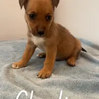 Charlie, a male Shetland Sheepdog and Chihuahua for sale in McDade, TX – Photo 4 of 8