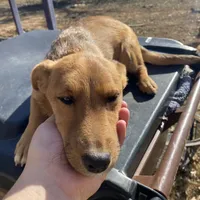 Charlie, a male Shetland Sheepdog and Chihuahua for sale in McDade, TX – Photo 7 of 8