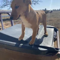 Charlie, a male Shetland Sheepdog and Chihuahua for sale in McDade, TX – Photo 2 of 8