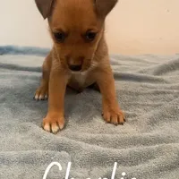 Charlie, a male Shetland Sheepdog and Chihuahua for sale in McDade, TX – Photo 5 of 8