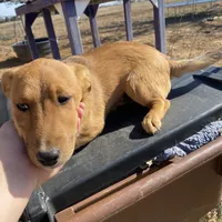Charlie, a male Shetland Sheepdog and Chihuahua for sale in McDade, TX – Photo 8 of 8