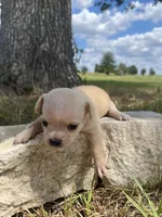 Snowflake, a female Chihuahua for sale in McDade, TX – 3 of 3