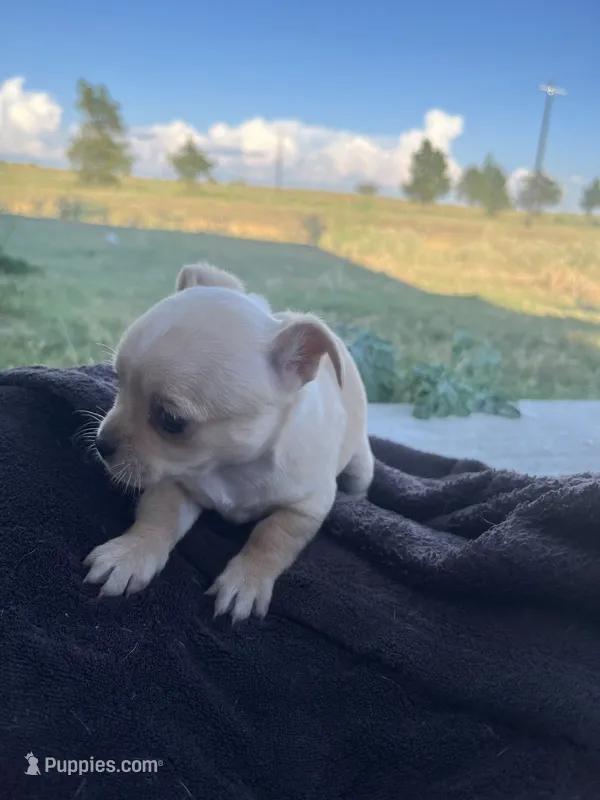 Snowflake – Chihuahua puppy for sale in McDade, TX
