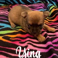 Ying , a male Chihuahua for sale in McDade, TX – Photo 2 of 4
